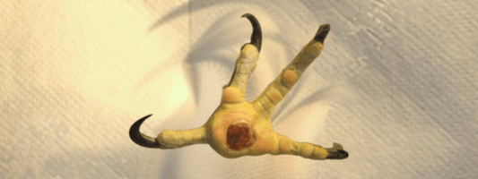 Bumblefoot in Falcons: Causes, Treatment, and Prevention - Al Arabi Falcons