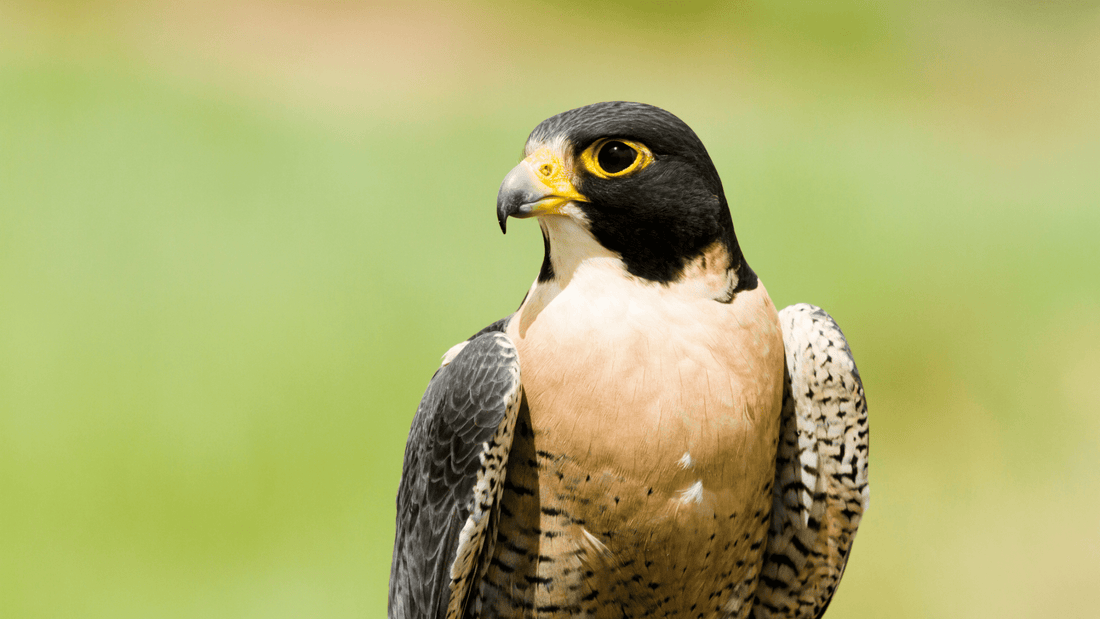 Understanding Falcon Behavior: What Every Owner Should Know - Al Arabi Falcons