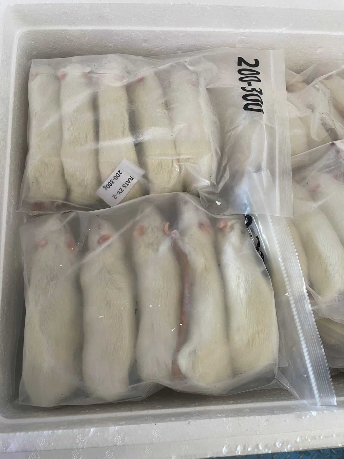 Mice 5 - 15g 1kg (S - M) - Al Arabi Falcons