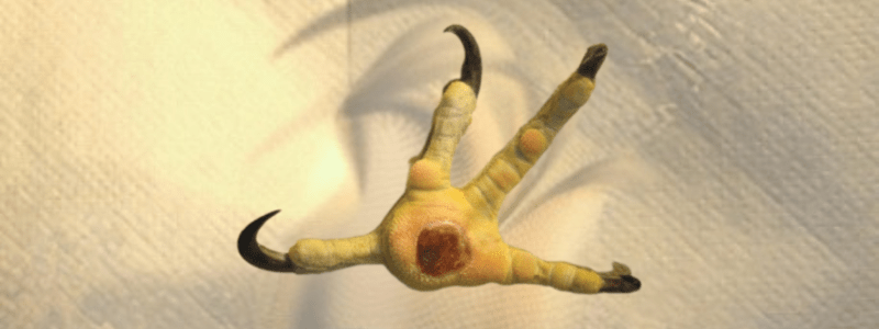 Bumblefoot in Falcons: Causes, Treatment, and Prevention - Al Arabi Falcons