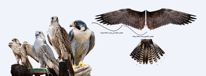 Feather shedding - Al Arabi Falcons