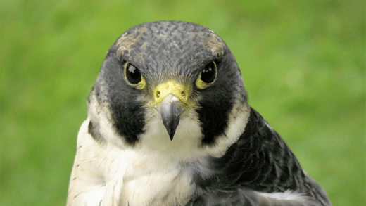 The Best Falcon Food for Optimal Health: What Every Falconer Needs to Know - Al Arabi Falcons