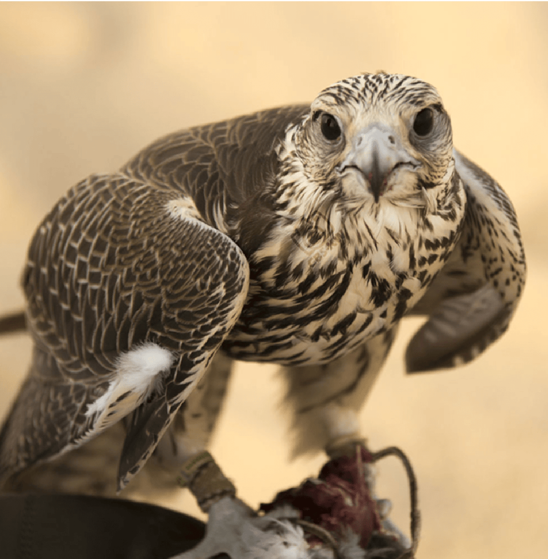 The Falcon in Arab Culture - Al Arabi Falcons
