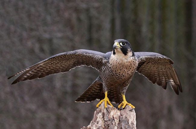 The History and Tradition of Falconry in the GCC - Al Arabi Falcons