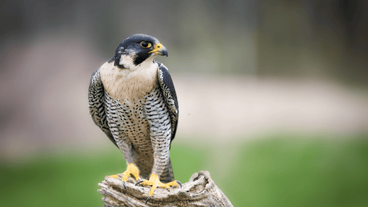 The Most Important Vitamins for Falcons: Health Support for Optimal Performance - Al Arabi Falcons