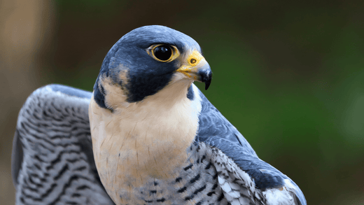 Types of Feeding - Al Arabi Falcons