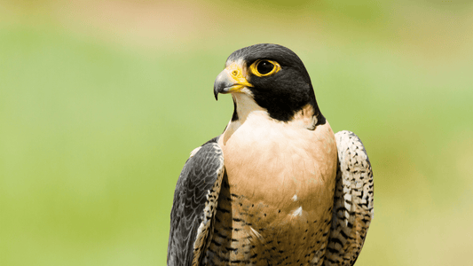 Understanding Falcon Behavior: What Every Owner Should Know - Al Arabi Falcons