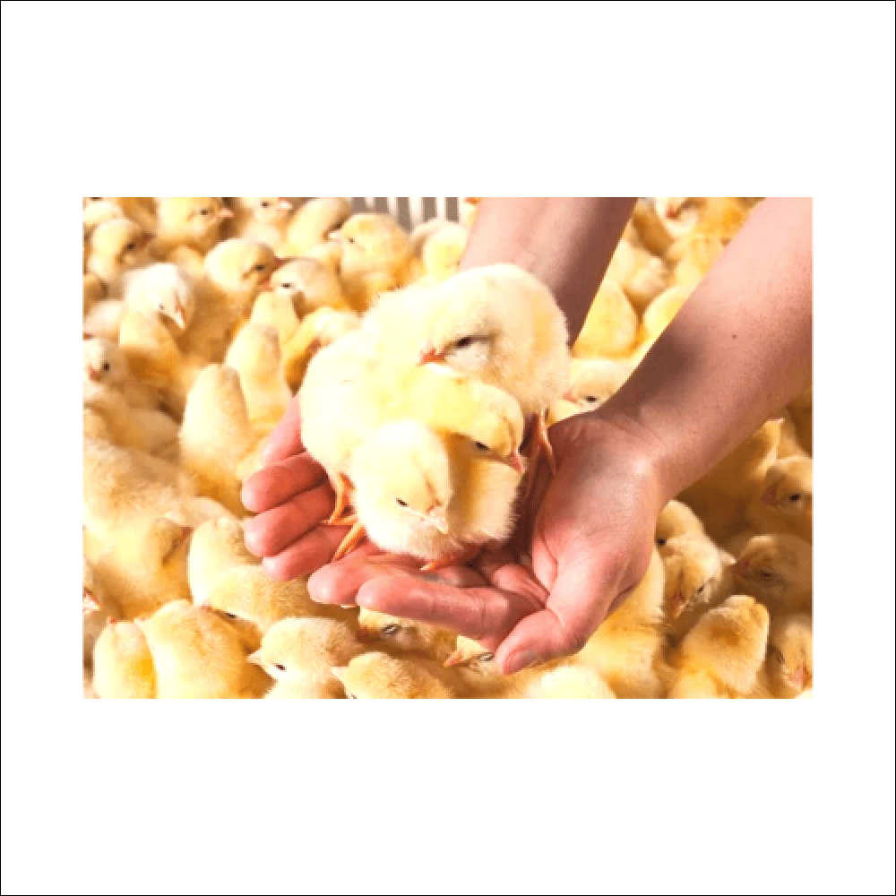 A Carton frozen chicks - weight 10 kg - Al Arabi Falcons