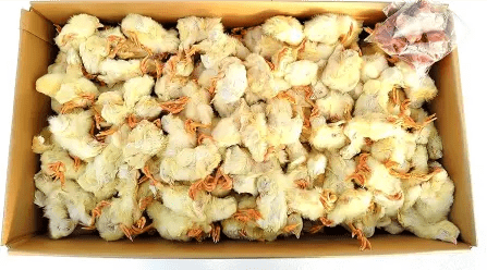 Frozen Day - Old Chicks – 1 KG Carton - Al Arabi Falcons