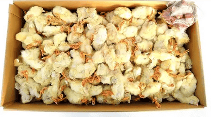 Frozen Day - Old Chicks – 1 KG Carton - Al Arabi Falcons