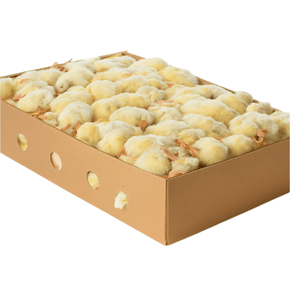 Frozen Day - Old Chicks – 10 KG Box - Al Arabi Falcons