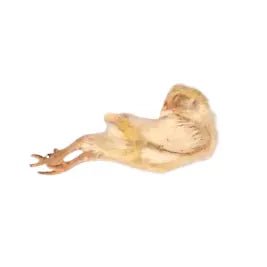 Frozen Day - Old Chicks – 10 KG Box - Al Arabi Falcons