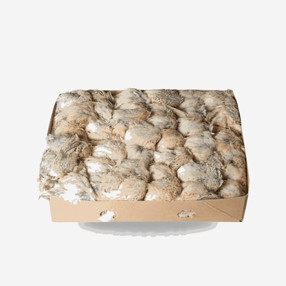 Frozen Quail Box - 96 Pieces - Al Arabi Falcons