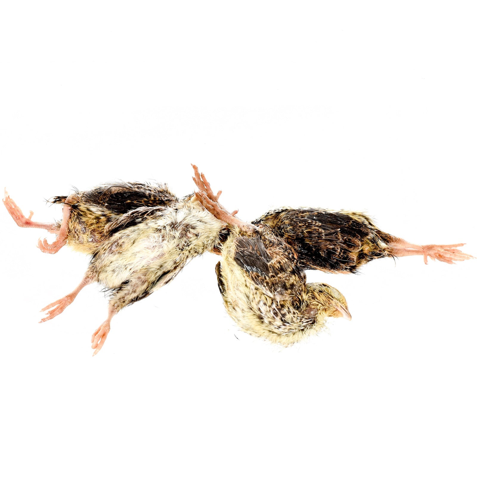 Frozen Quail Box - 96 Pieces - Al Arabi Falcons