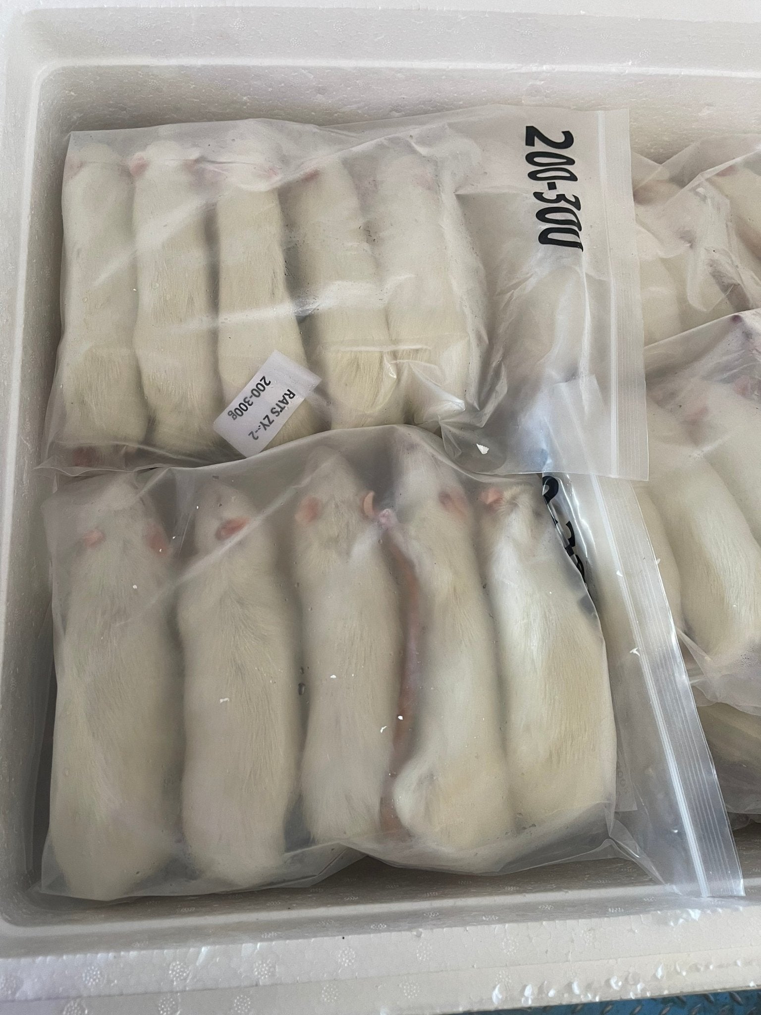 Mice 5 - 15g 1kg (S - M) - Al Arabi Falcons