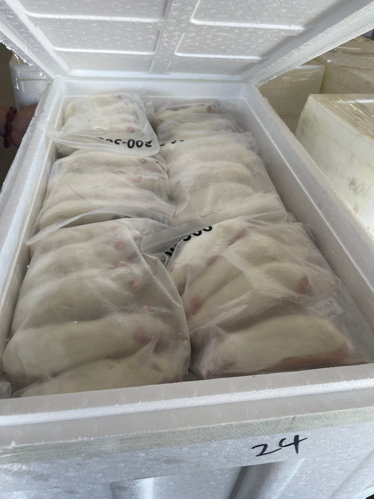 Mice 5 - 15g 1kg (S - M) - Al Arabi Falcons