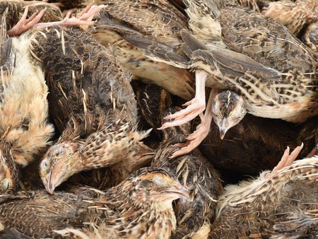 Quails M 80/120g PACKAGE - Al Arabi Falcons