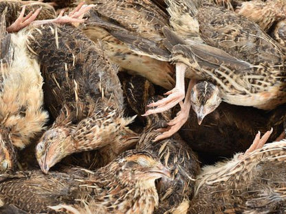 Quails M 80/120g PACKAGE - Al Arabi Falcons