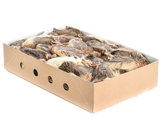 Quails M 80/120g PACKAGE - Al Arabi Falcons